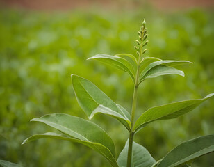 Obraz premium close up of a plant