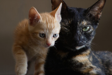 Adorable Ginger Kitten and Elegant Tortoiseshell Cat in Dramatic Lighting - Perfect for Pet Lovers and Animal Themes