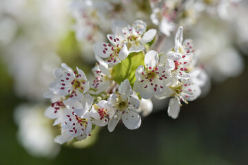 White blossoms of pear tree in spring, soft focus, close-up