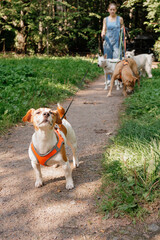 Jack Russell Terrier dog in a red harness on leash on walk in park. professional dog walker in street with lots of pet. pack of animal on green lawn with their owner. Friendship, carefree puppy