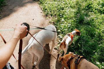 Cute dogs on walk in park. professional pet walker or pet babysitter, pack of animals on green lawn...
