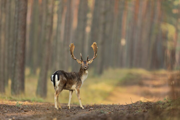 Daniel zwyczajny (Dama dama) © Bartosz Rakoczy
