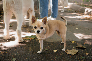 chihuahua dog on leash, a pet without front paw on walk with its owner. dog is disabled