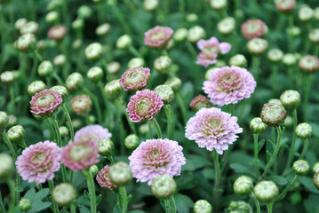 flowers in the garden