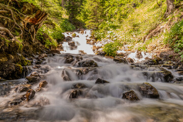 Obraz premium Bach im Wald