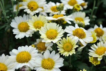 daisies in a garden