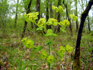 Close up of the wild flower Euphorbia Amygdaloides aka Wood Spurge in a woodland setting
