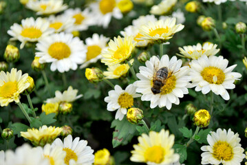 Obraz premium daisies in a garden