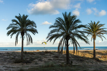 Palm Trees on a Sandy Beach with Paraglider Over the Sea