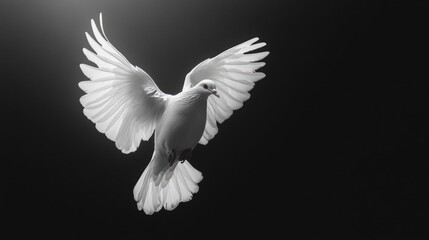 Obraz premium Graceful Dove in Flight: A Symbol of Peace Against a Dark Canvas