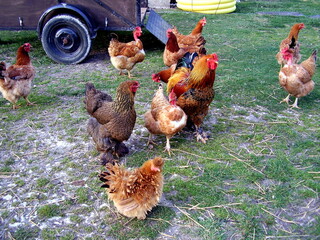Free range chickens and cockerels displaying a many coloured and ornate plumage
