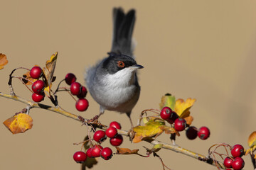 The Sardinian warbler (Curruca melanocephala) is a common and widespread typical warbler from the...