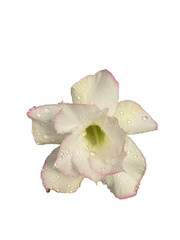 Fresh flowers with water drops