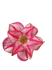 Red adenium fresh flower with water drops 