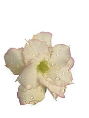 White fresh flower with water drops