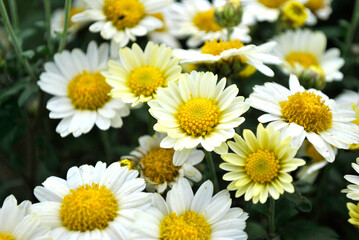 daisies in a garden