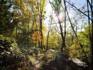Ein Weg in einem Wald in einer Aue neben einem schmalen Fluss, umgeben von bunten Bäumen im Herbst...