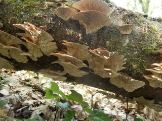 Birch Mazegill Fungus aka Lenzites betulinus, growing on a dead birch tree
