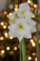 Amaryllis flowers with Christmas tree background