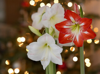 Amaryllis flowers with Christmas tree background