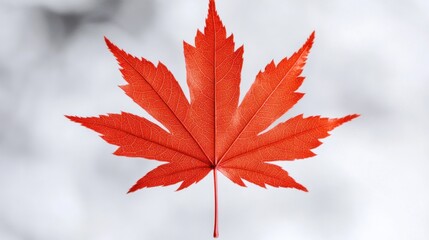 Single red maple leaf against blurred background.