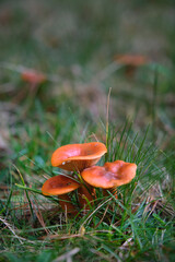 In the pine forest, toadstool mushrooms