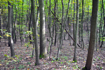 Naklejka premium forest in spring