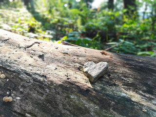 A heart-shaped stone rests gently on a weathered tree trunk, surrounded by dappled sunlight filtering through lush green forest foliage.