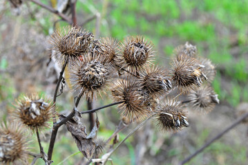 close up of burdocks