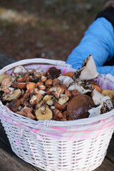 a girl with a basket of mushrooms
