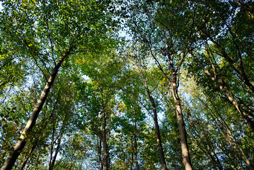 trees in the forest