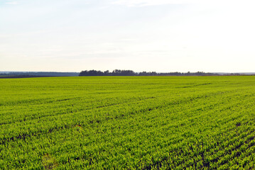 field and blue sky