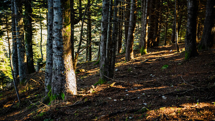 Obraz premium Nature