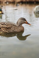 Lady Mallard