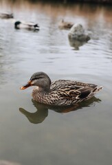 duck in the water