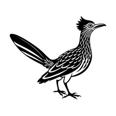roadrunner Bird silhouette, black and white silhouette, vector and illustration