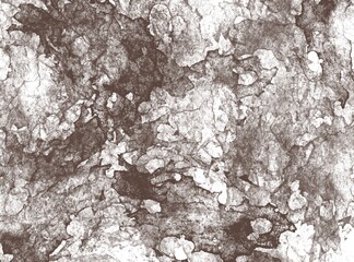 bark of a tree background 