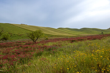 Landscape with a clover field, Sicily, Italy