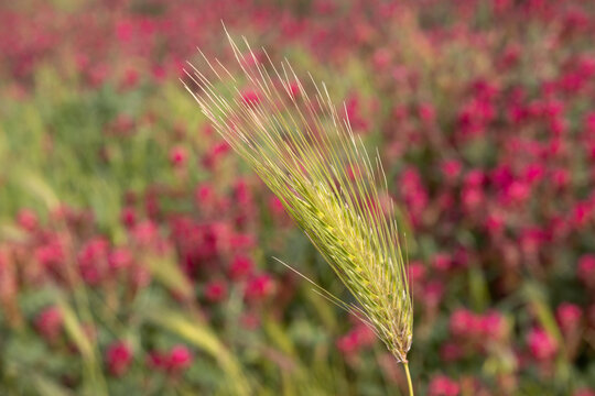 Detail of a barley in the clover field, Italy