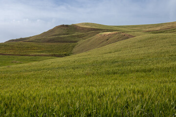 Green fields in the centre of island, Sicily, Italy