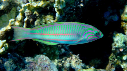 Klunzinger wrasse or Ruppell wrasse (Thalassoma rueppellii) undersea, Red Sea, Egypt, Sharm El Sheikh, Montazah Bay