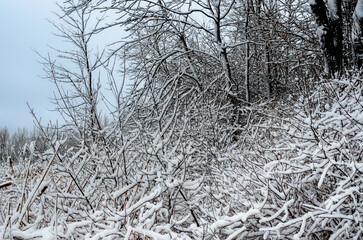 Snow covered, frozen branches on a hillside on a winter day