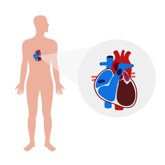 Human Heart Anatomy artery aorta capillary vein