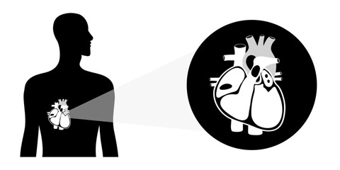 Human Heart Anatomy artery aorta capillary vein