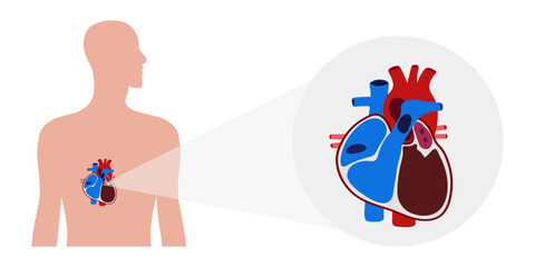 Human Heart Anatomy artery aorta capillary vein