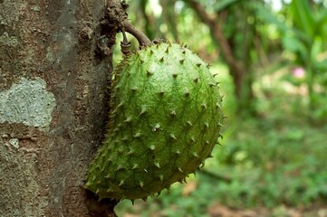 Ripe fruit on tree branch