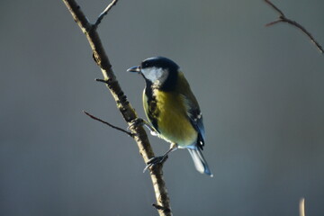 Fototapeta premium cinciallegra,