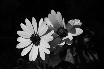white flower on black background