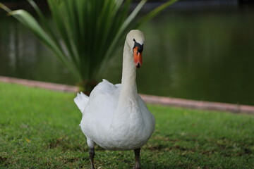 Obraz premium mute swan cygnus olor