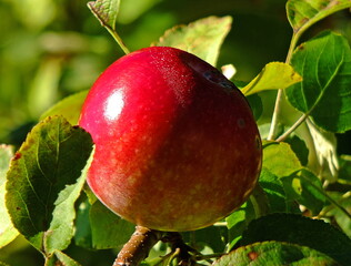 Apple